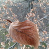 American Beech Leaf