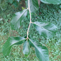 Black Gum Summer Leaf