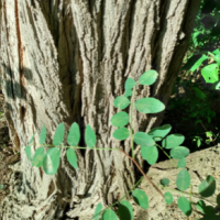 Black Locust Summer Fruit