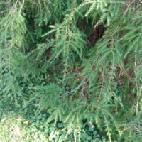 Eastern Hemlock Summer Leaf