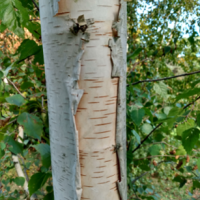 Paper Birch (White Birch) Bark