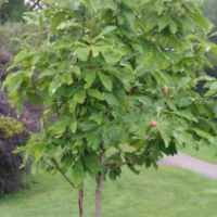 Umbrella Magnolia Full Tree