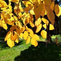 Yellowwood Fall Leaf