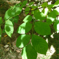 Yellowwood Summer Leaf