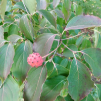 flowering dogwood fruit