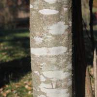 Smooth, light-grey barks on an American beech tree.