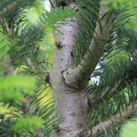 Grey and smooth Balsam fire bark, which also has many small, raised, reddish-brown resin blisters.