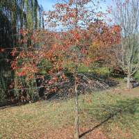 A black gum tree has red brown leaves in the fall.