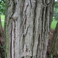 The Black Locust tree bark is grey-black, deeply furrowed into rounded, interlacing scaly ridges.