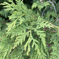 The needles of the eastern white cedar are small, flat and dull green.