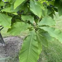 The Umbrella Magnolia tree's leaves are very large ovate, green leaves, 25-65 cm long with clear veins and a pointed tip.