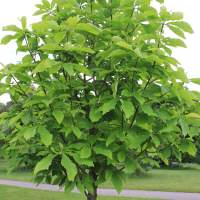 The Umbrella Magnolia tree has green leaves that cluster at the tips of its branches, forming an umbrella shape.