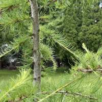 Grey to reddish-brown, the young limbs of a Tamarack tree are smooth and thin and once mature become thick and scaly.