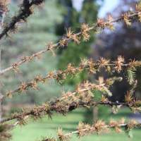 The yellow-brown needles of the Tamarack tree in the fall.