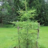 A green, needle-laden Tamarack tree.